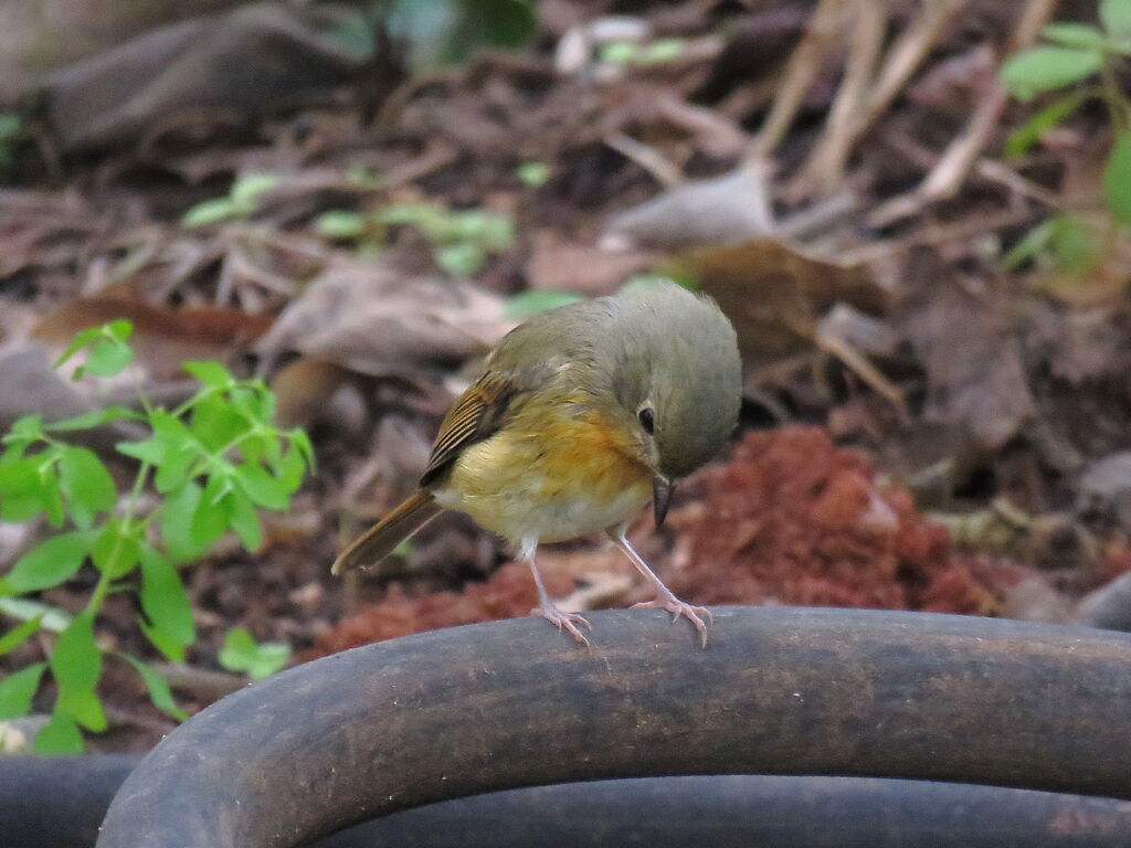 Hill Blue Flycatcher