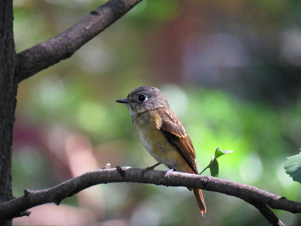 Gobemouche ferrugineux