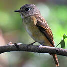 Gobemouche ferrugineux