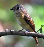 Ferruginous Flycatcher