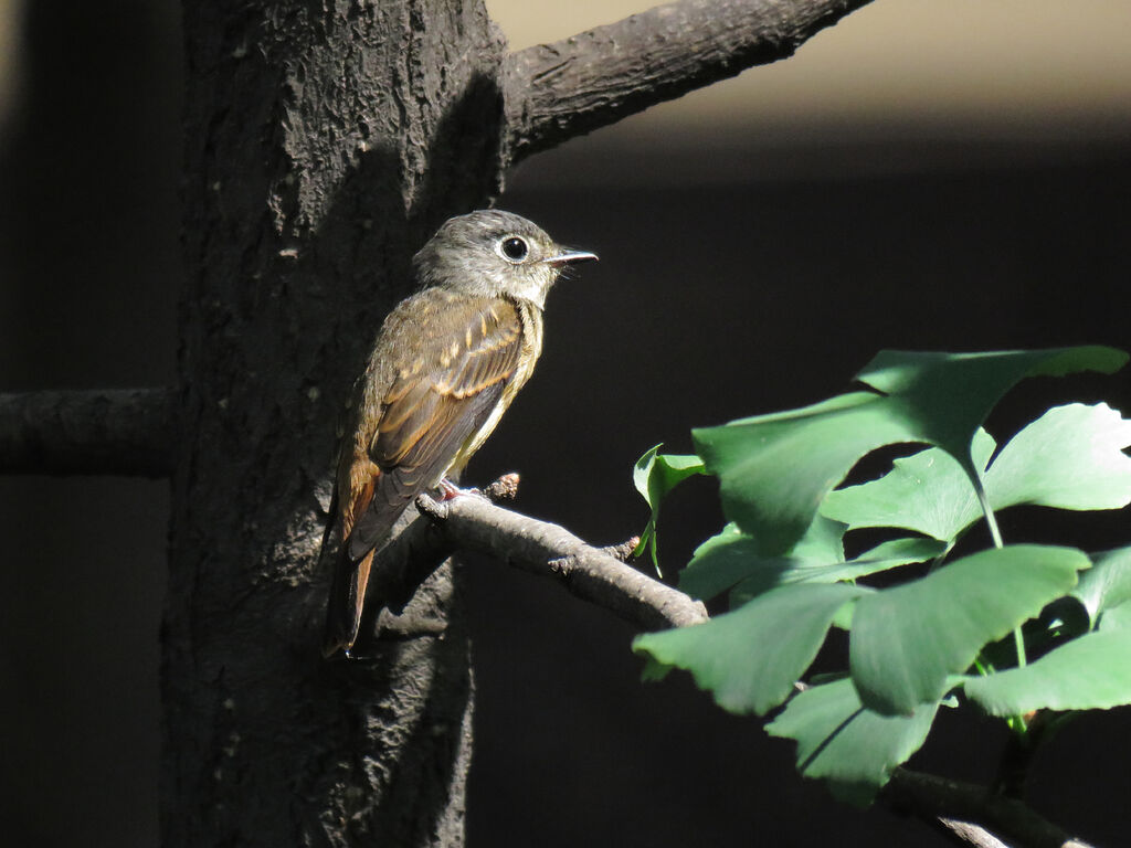 Ferruginous Flycatcher