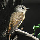 Gobemouche ferrugineux