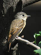 Ferruginous Flycatcher