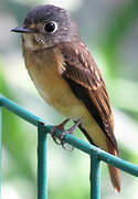 Ferruginous Flycatcher