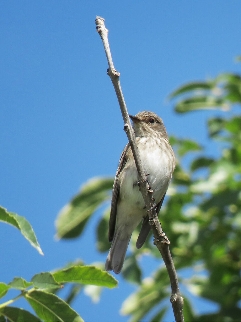 Spotted Flycatcher