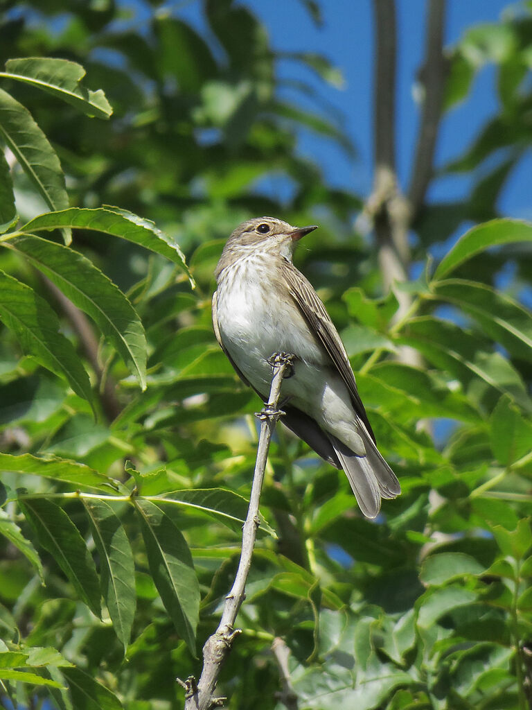 Spotted Flycatcher