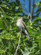 Spotted Flycatcher