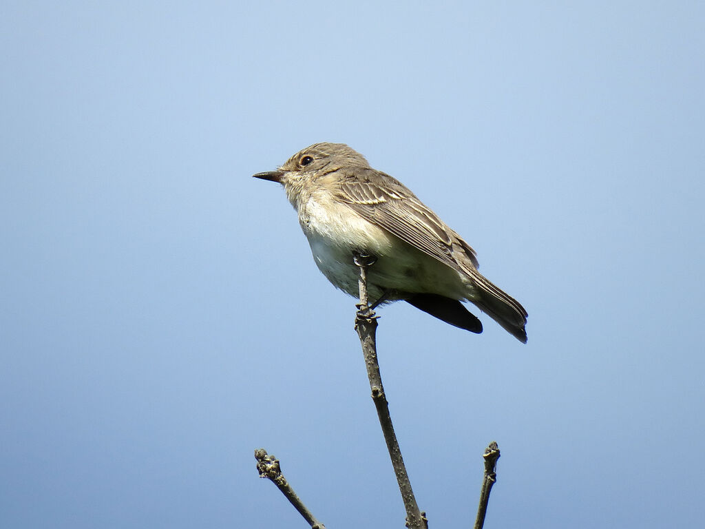 Spotted Flycatcher