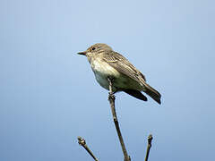 Spotted Flycatcher