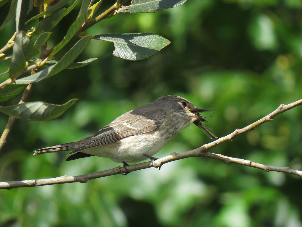 Spotted Flycatcher, eats