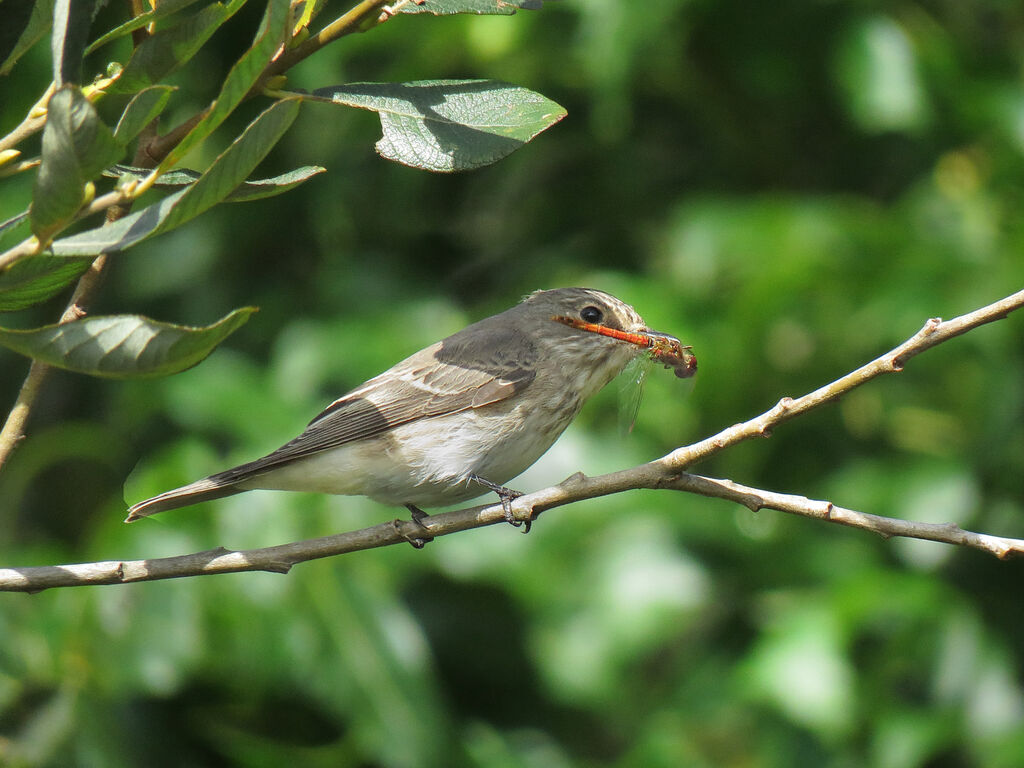 Spotted Flycatcher, eats