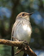 Spotted Flycatcher