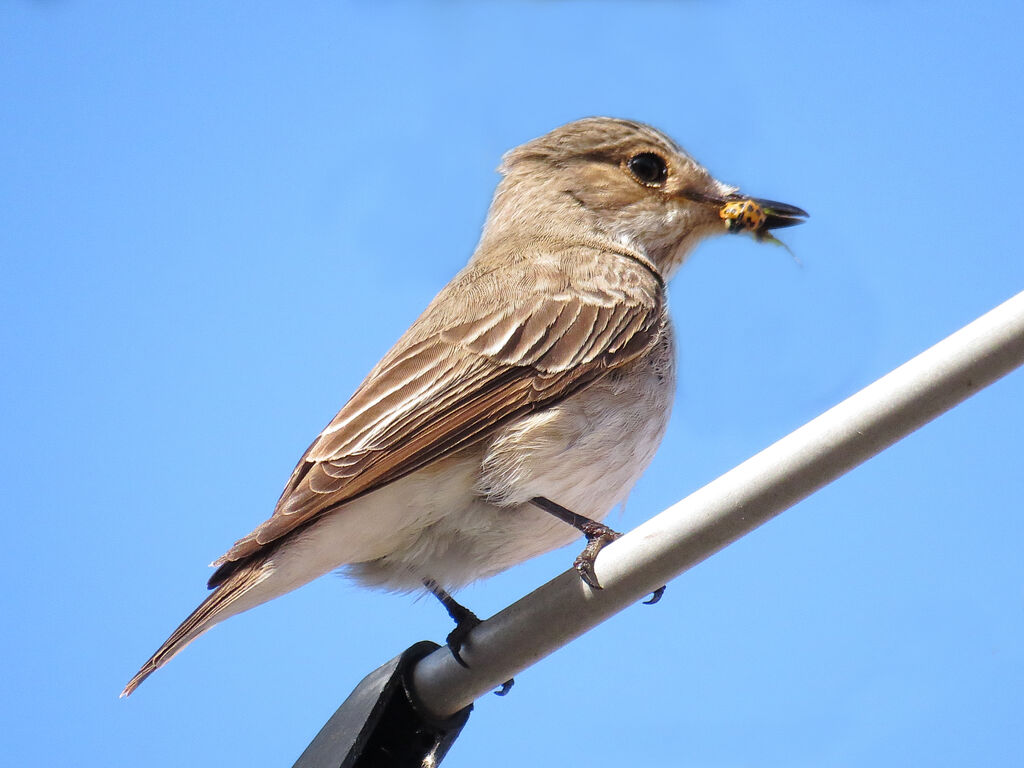 Spotted Flycatcher