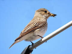 Spotted Flycatcher