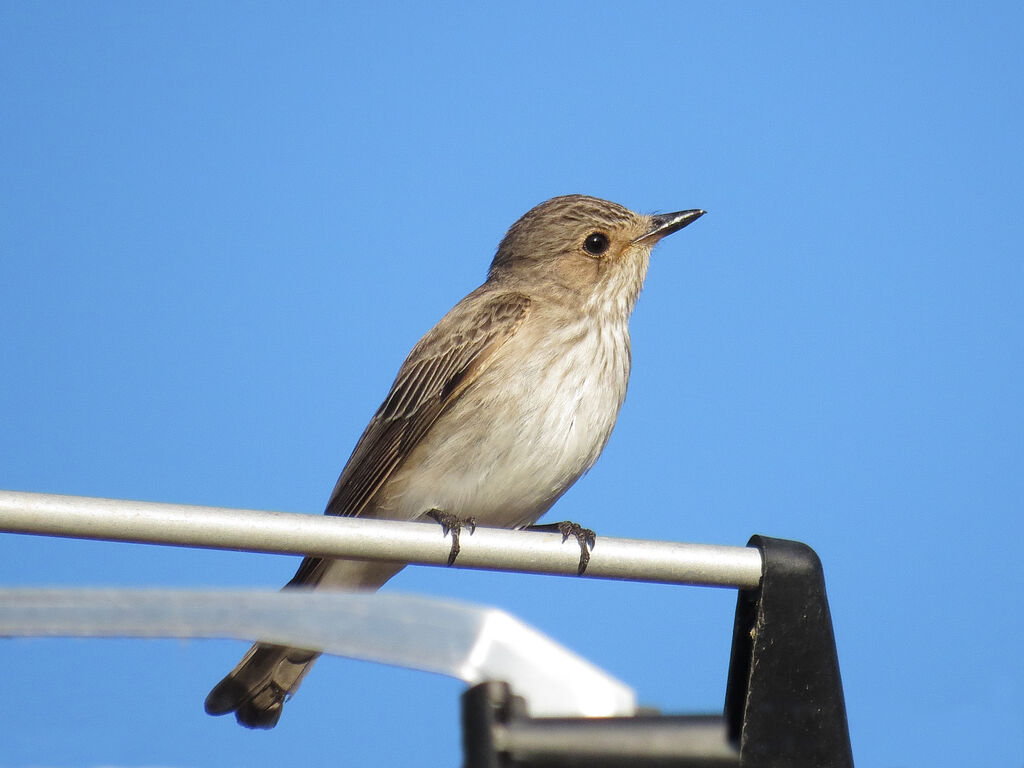 Spotted Flycatcher