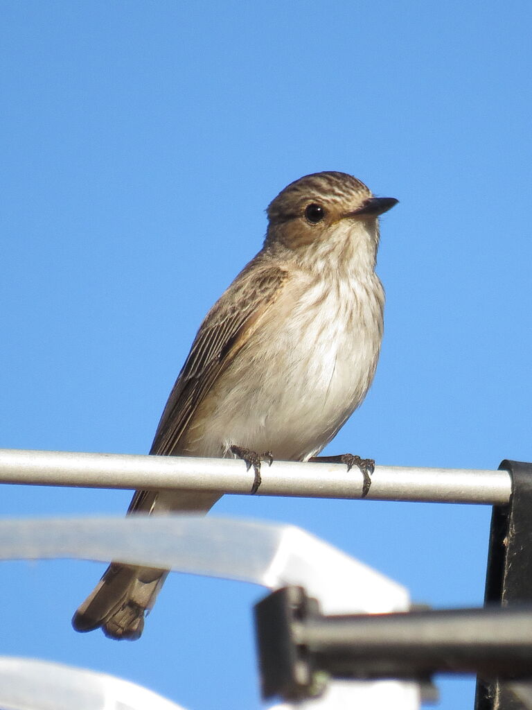 Spotted Flycatcher