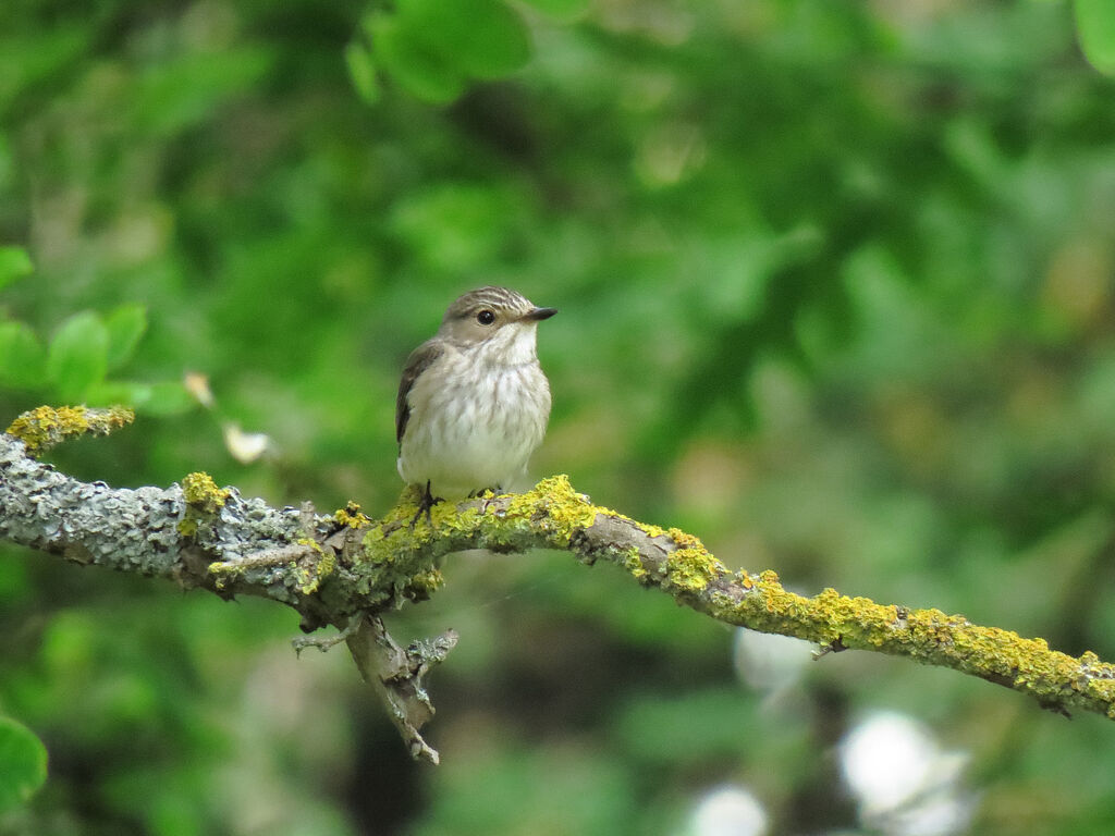 Spotted Flycatcher