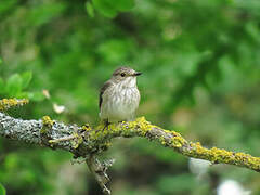 Spotted Flycatcher