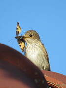 Spotted Flycatcher