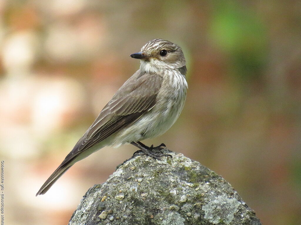 Spotted Flycatcher