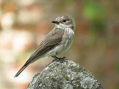 Spotted Flycatcher