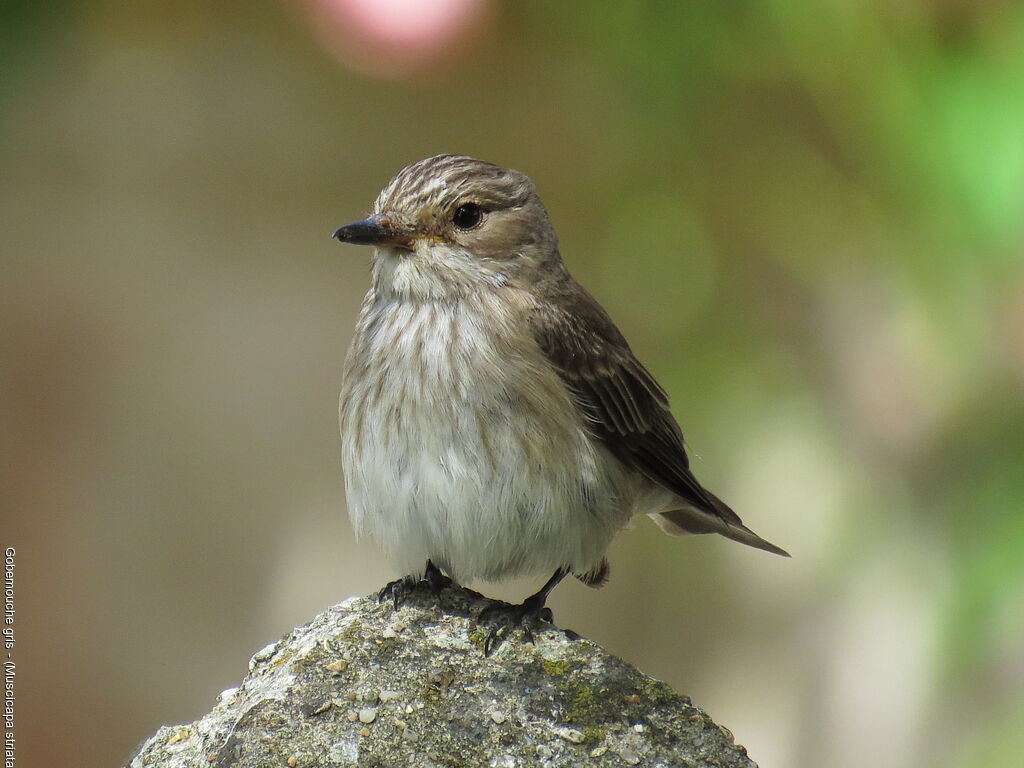 Spotted Flycatcher