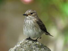 Spotted Flycatcher