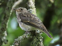 Spotted Flycatcher