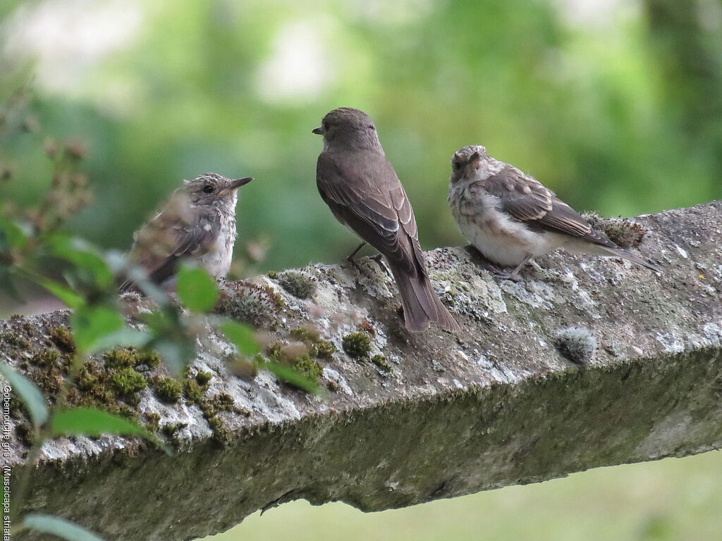 Spotted Flycatcher