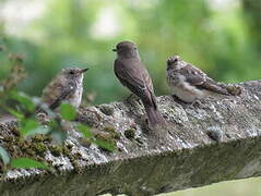 Spotted Flycatcher