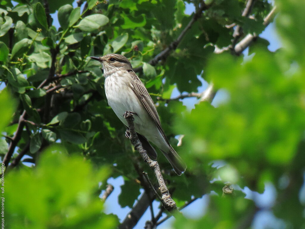 Spotted Flycatcher