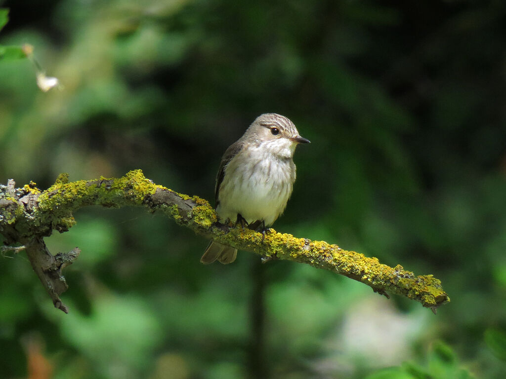 Spotted Flycatcher