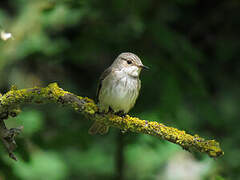 Spotted Flycatcher