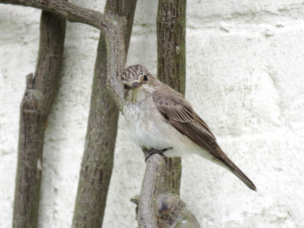 Spotted Flycatcher