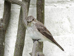 Spotted Flycatcher