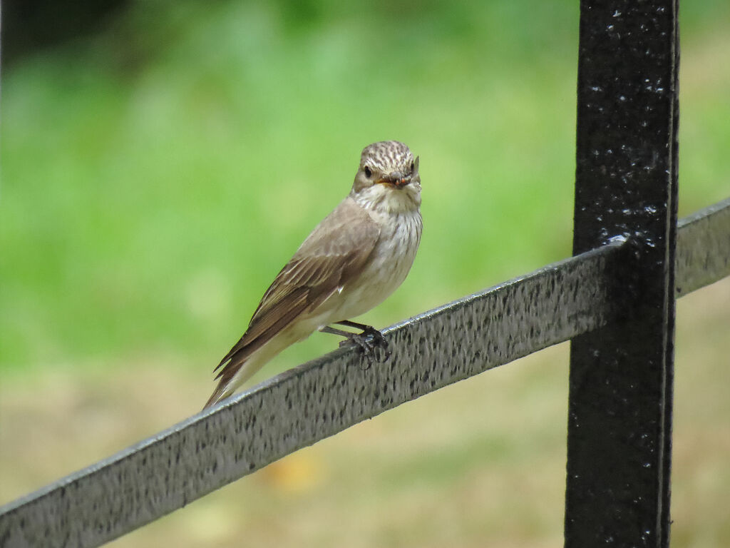 Spotted Flycatcher