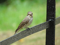 Spotted Flycatcher