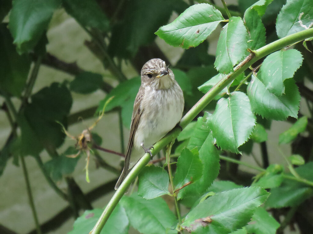 Spotted Flycatcher