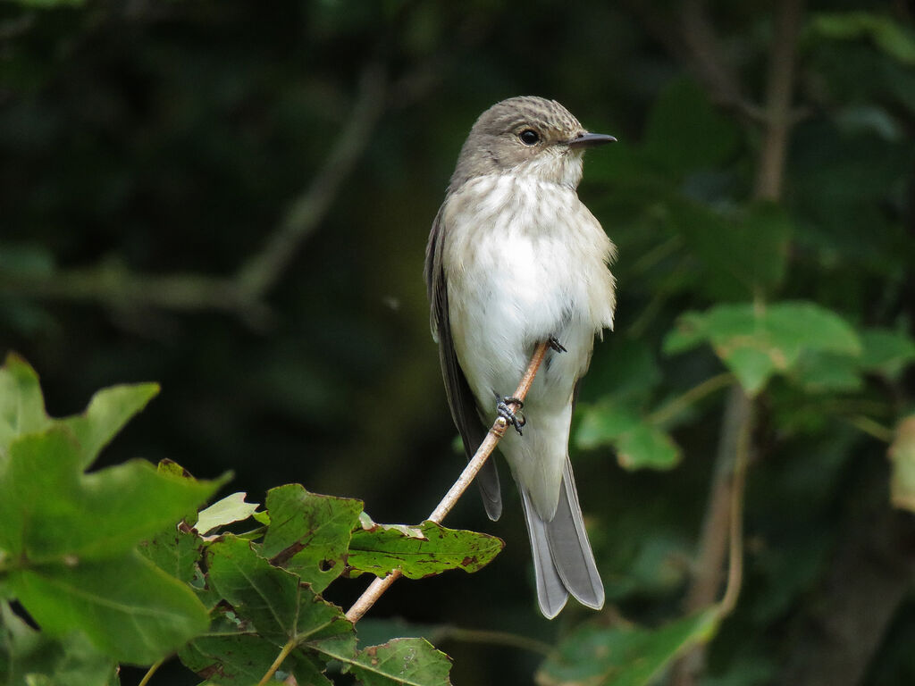 Spotted Flycatcher