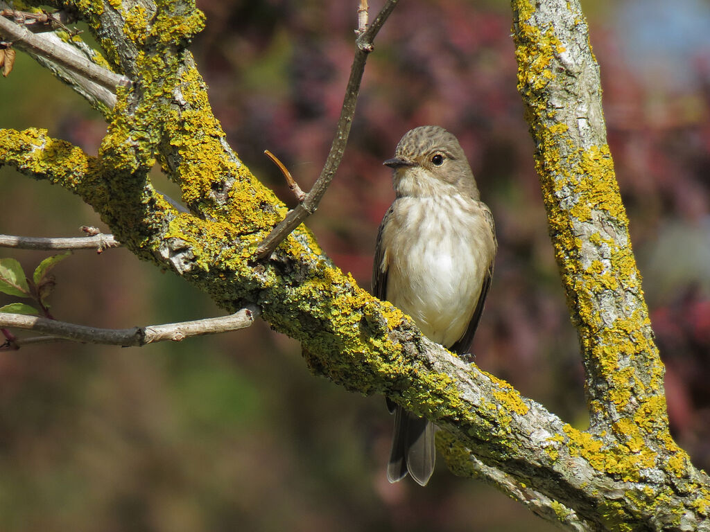 Spotted Flycatcher