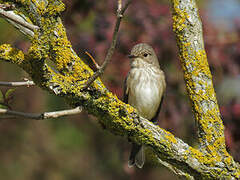 Spotted Flycatcher