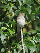 Spotted Flycatcher