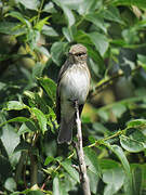 Spotted Flycatcher