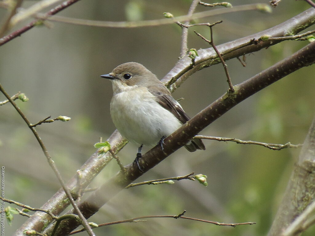 European Pied Flycatcher female