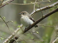 European Pied Flycatcher