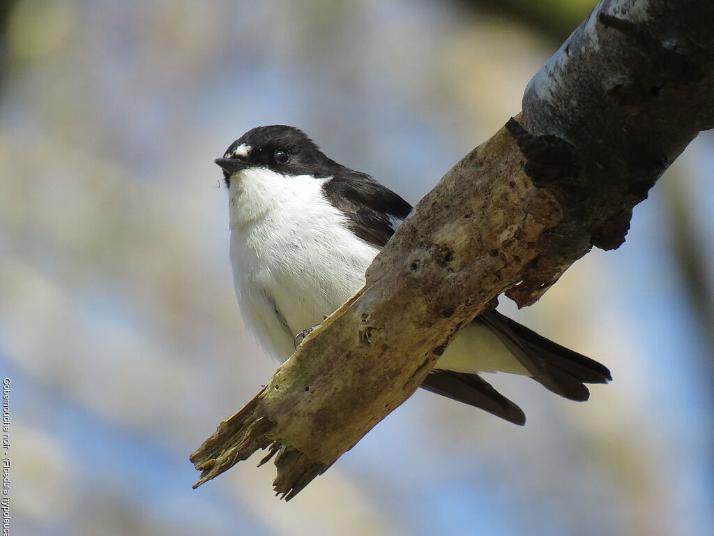 Gobemouche noir mâle