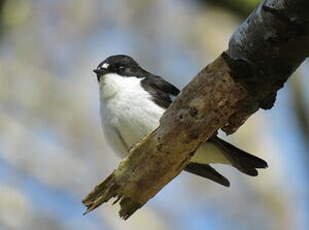 Gobemouche noir