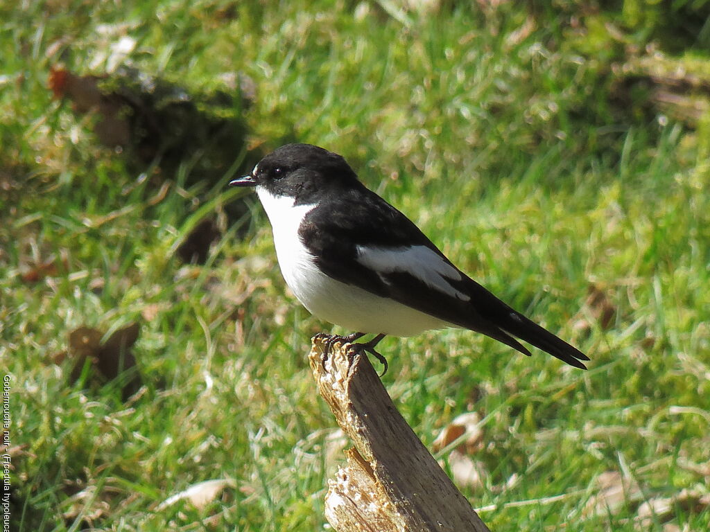 Gobemouche noir mâle