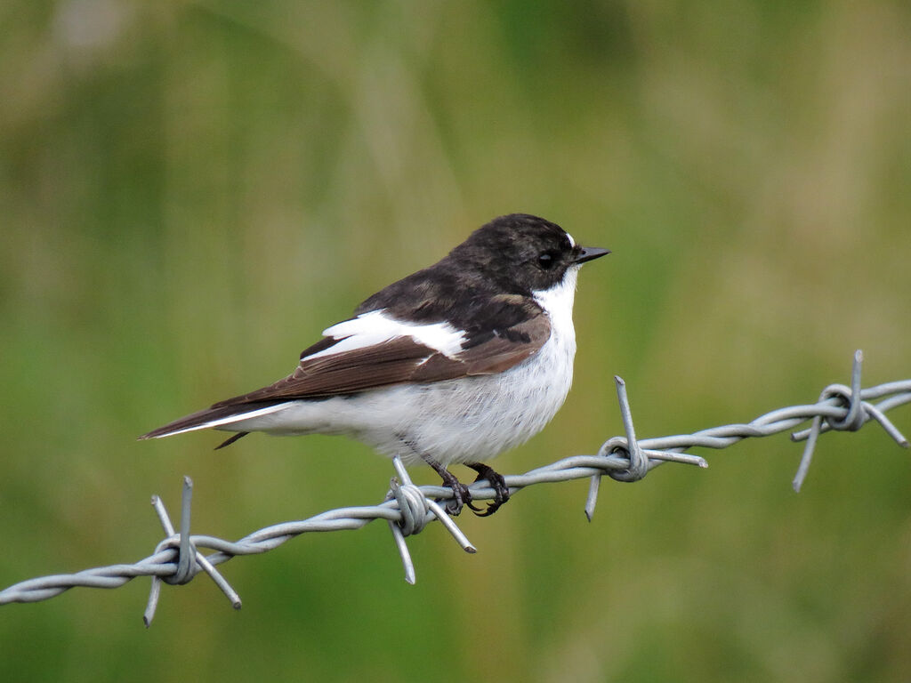 European Pied Flycatcher