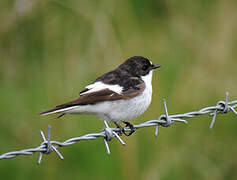 European Pied Flycatcher